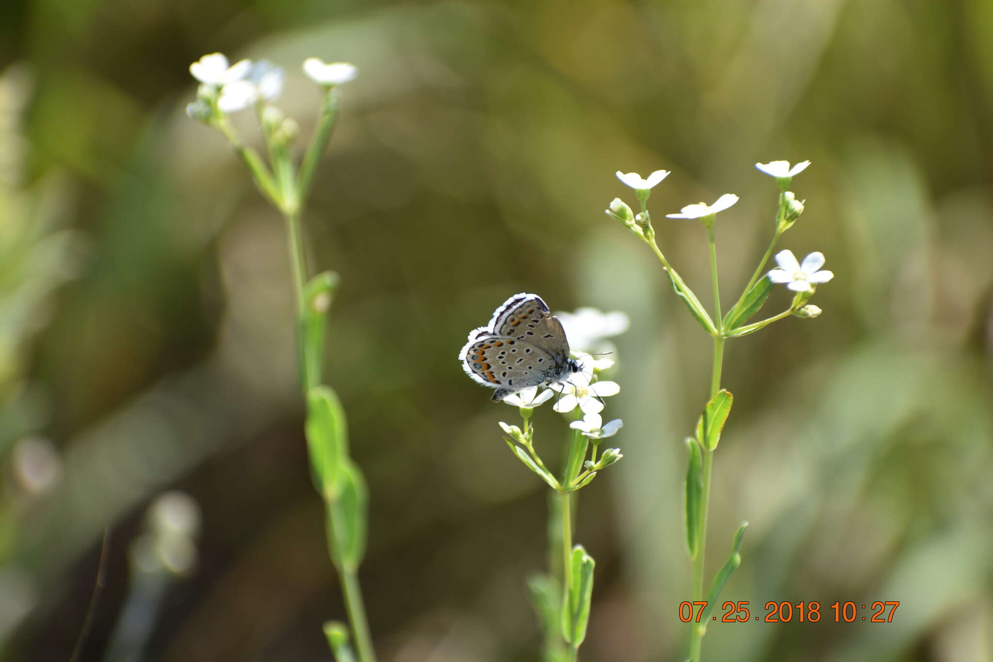 Image of Plebejus samuelis