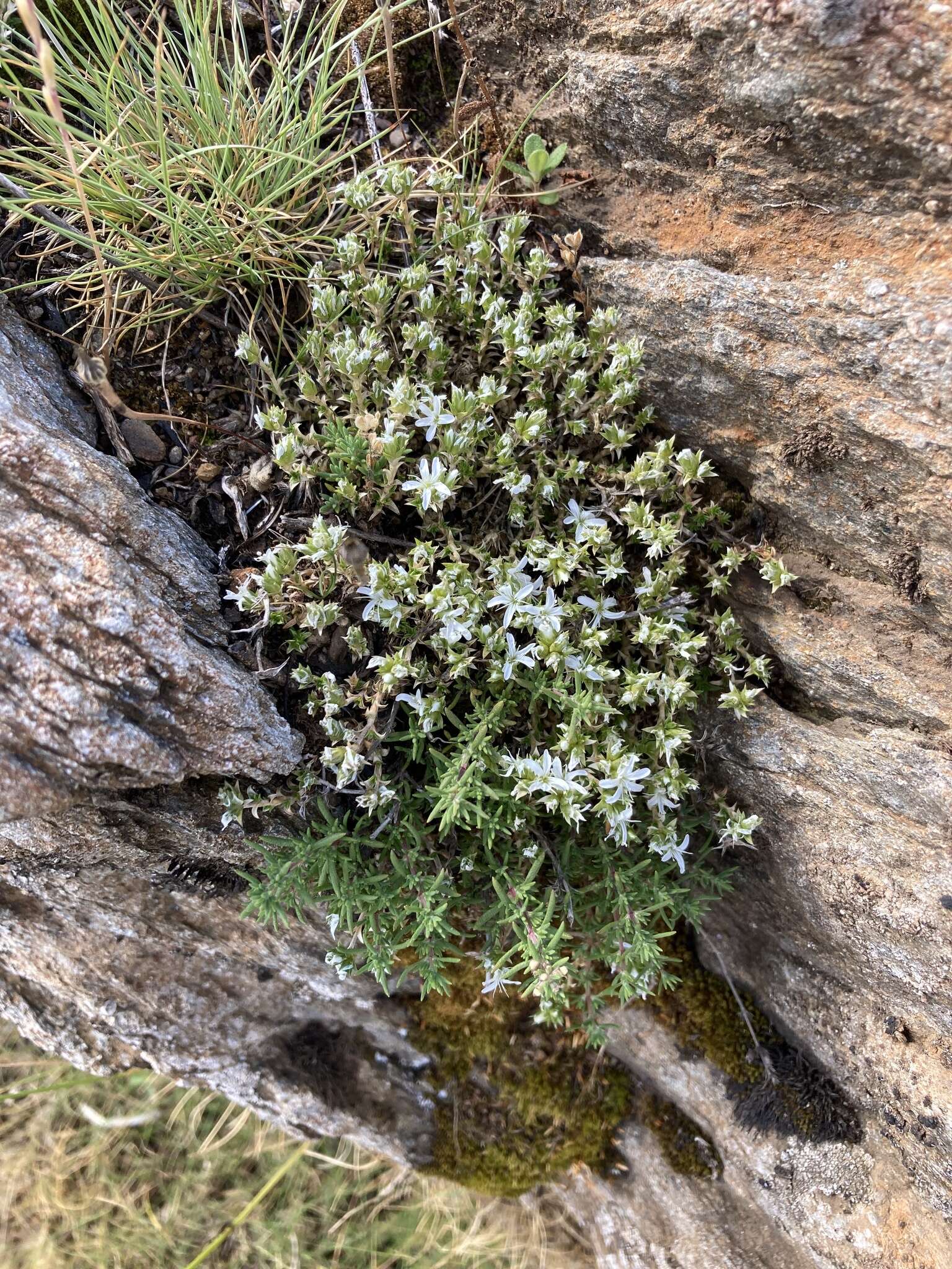 Image of Arenaria querioides Willk.