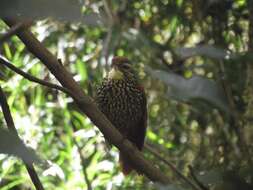 Image of Pearled Treerunner