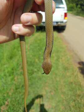 Image of Mozambique spitting cobra