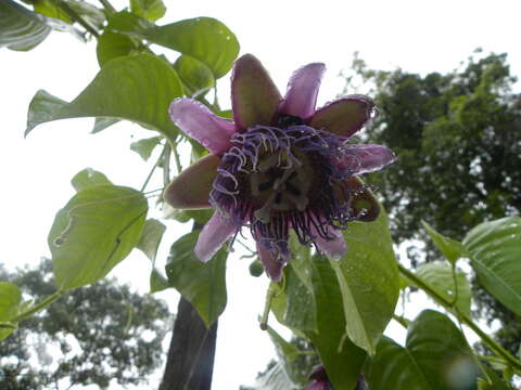 Imagem de Passiflora quadrangularis L.