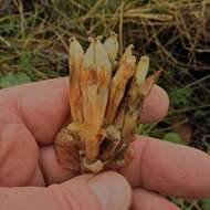 Image of bottle gentian