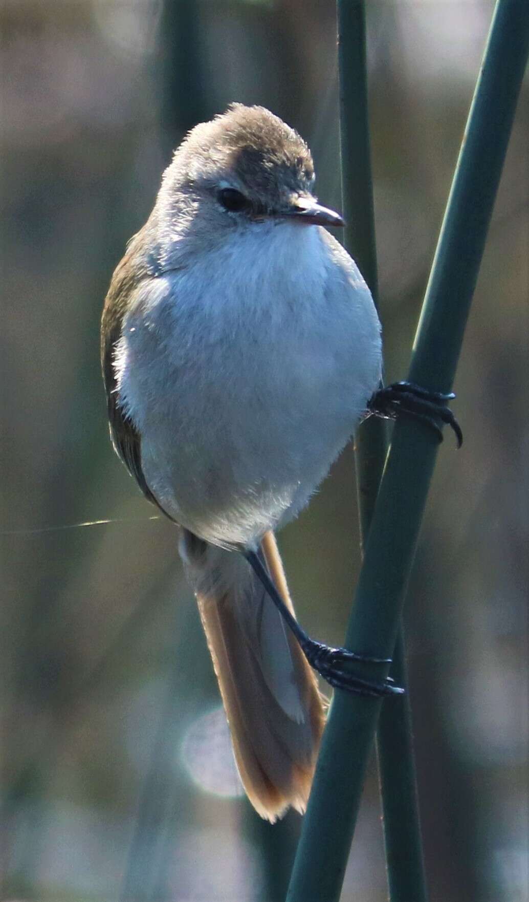 Imagem de Acrocephalus gracilirostris gracilirostris (Hartlaub 1864)