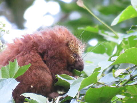 Image of Hairy Dwarf Porcupines