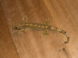 Image of turnip-tailed geckos