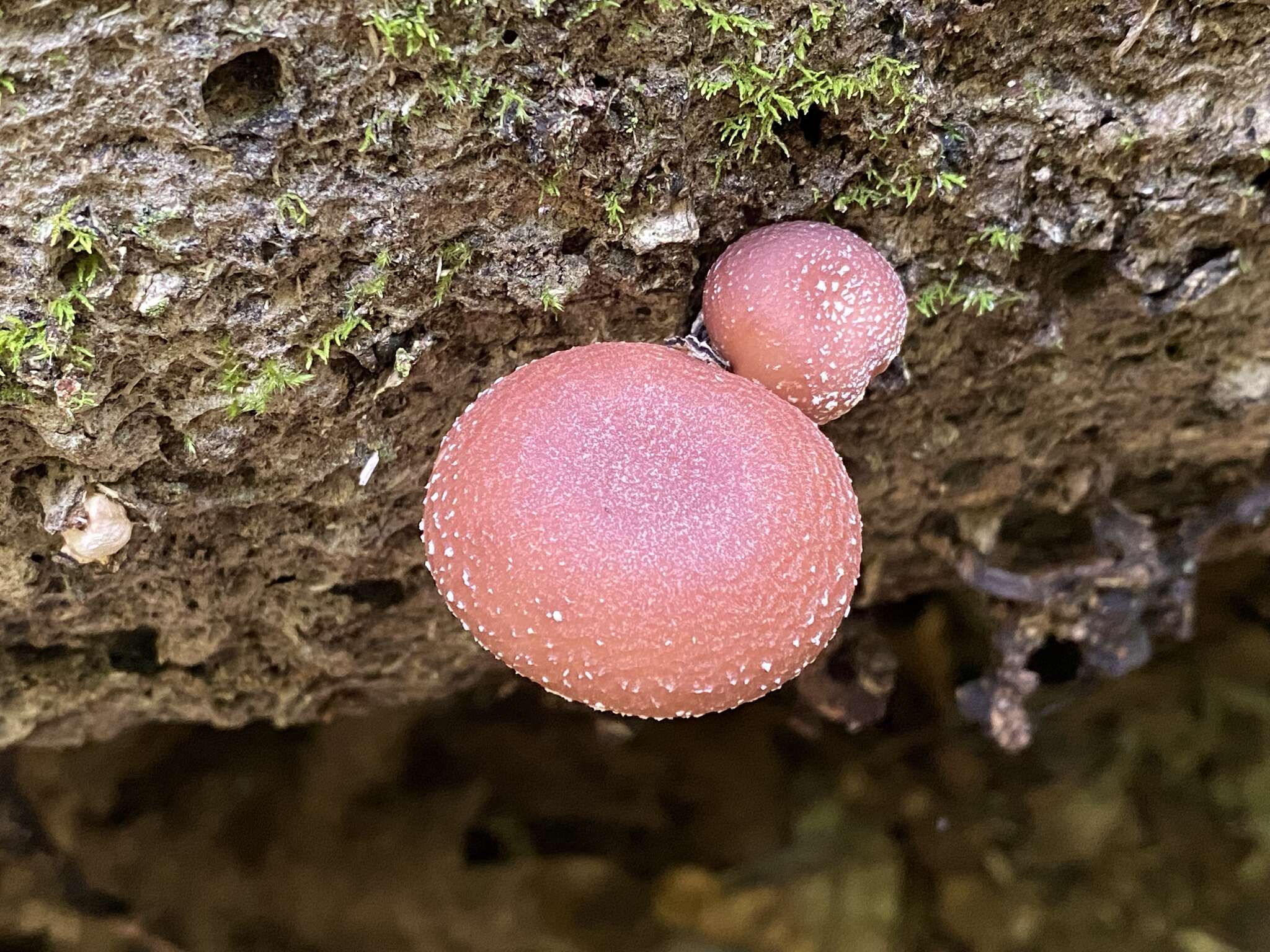 Image of Lentinula lateritia (Berk.) Pegler 1983