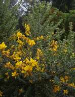 Imagem de Genista canariensis L.