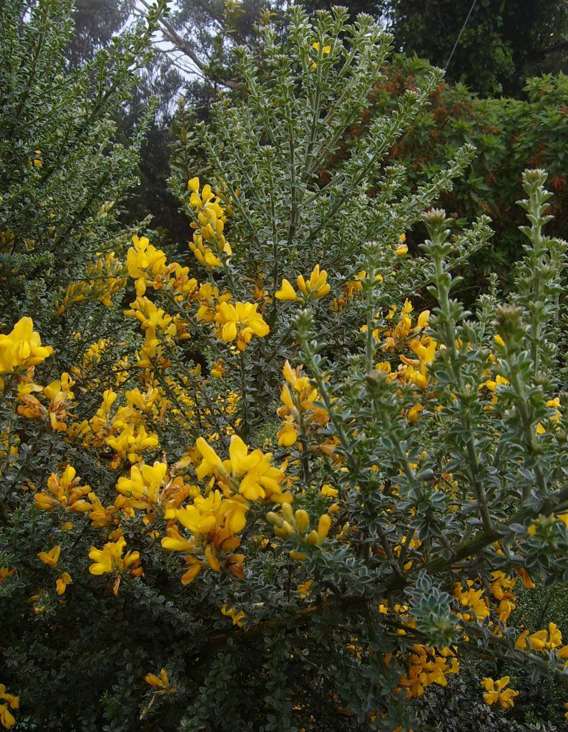 Imagem de Genista canariensis L.