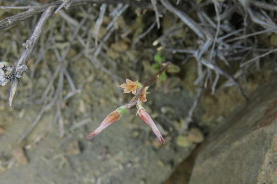 <i>Adromischus <i>marianiae</i></i> var. marianiae的圖片