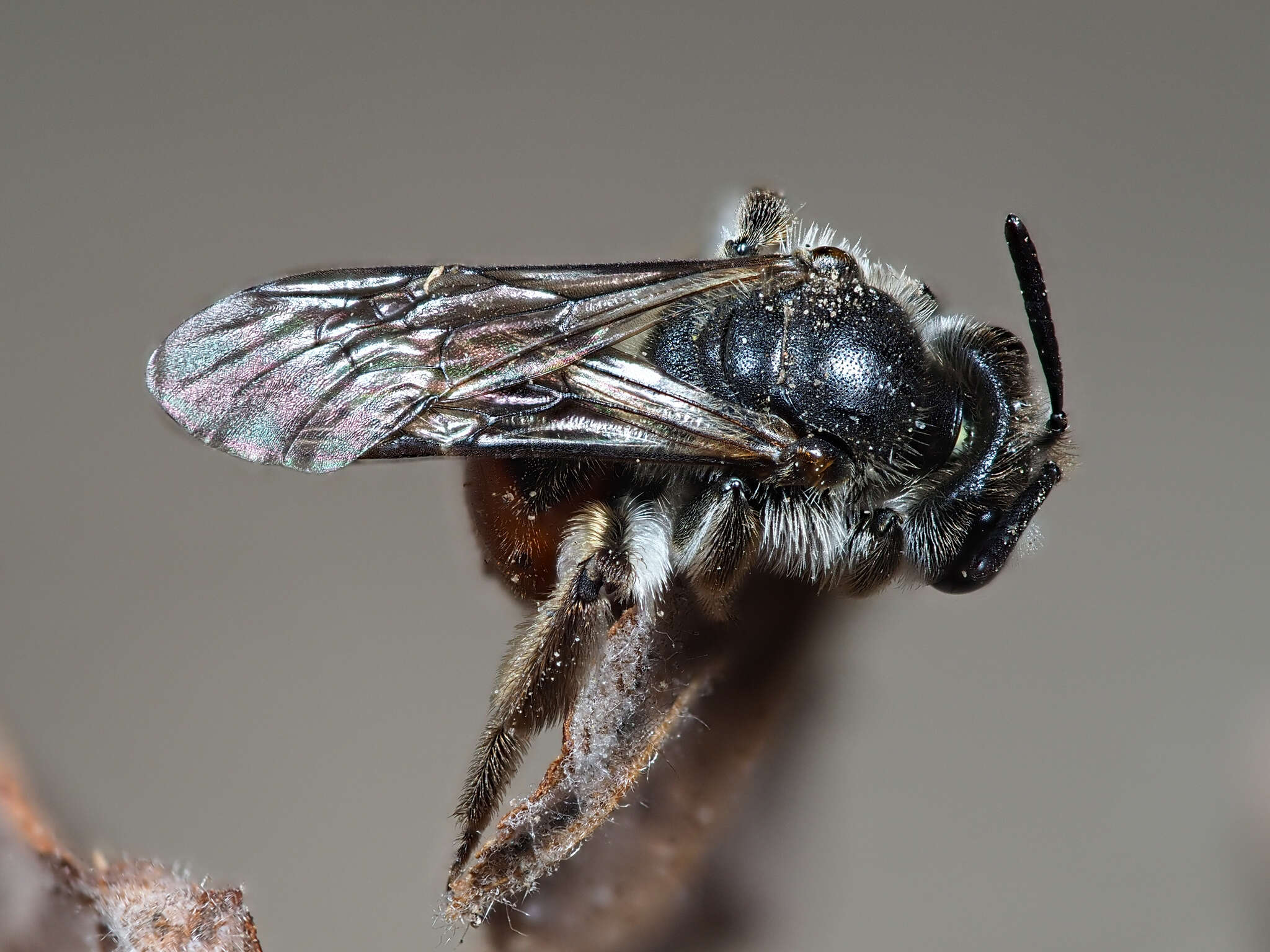Image of Andrena labiata Fabricius 1781