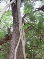 Image of Ficus natalensis Hochst.