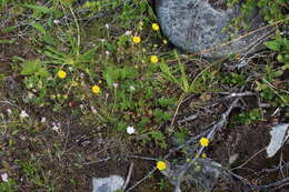 Слика од Potentilla crantzii (Crantz) Beck