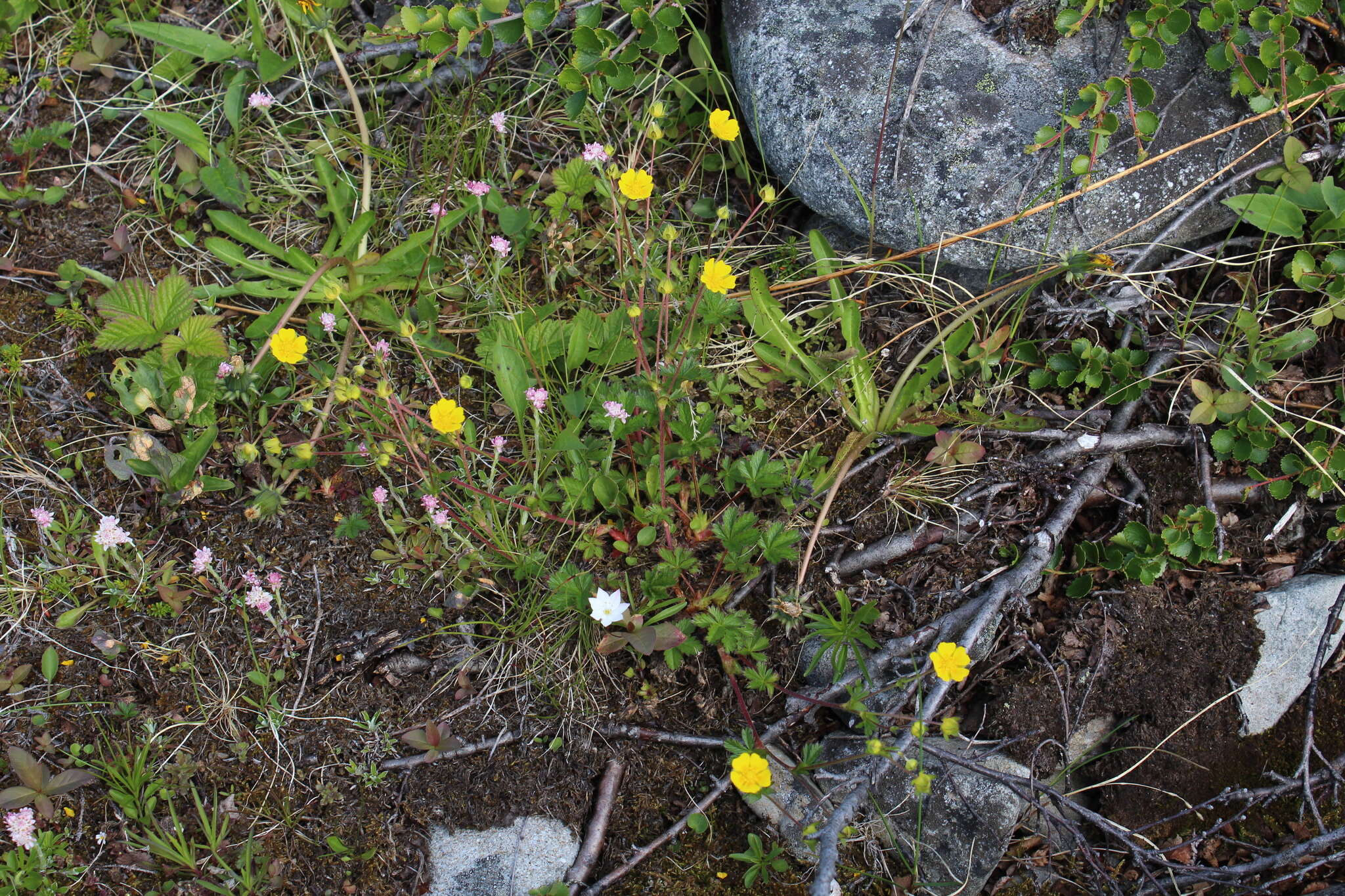 Слика од Potentilla crantzii (Crantz) Beck