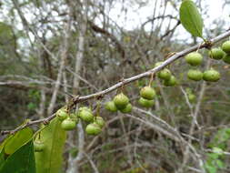 Sivun Colubrina heteroneura (Griseb.) Standl. kuva