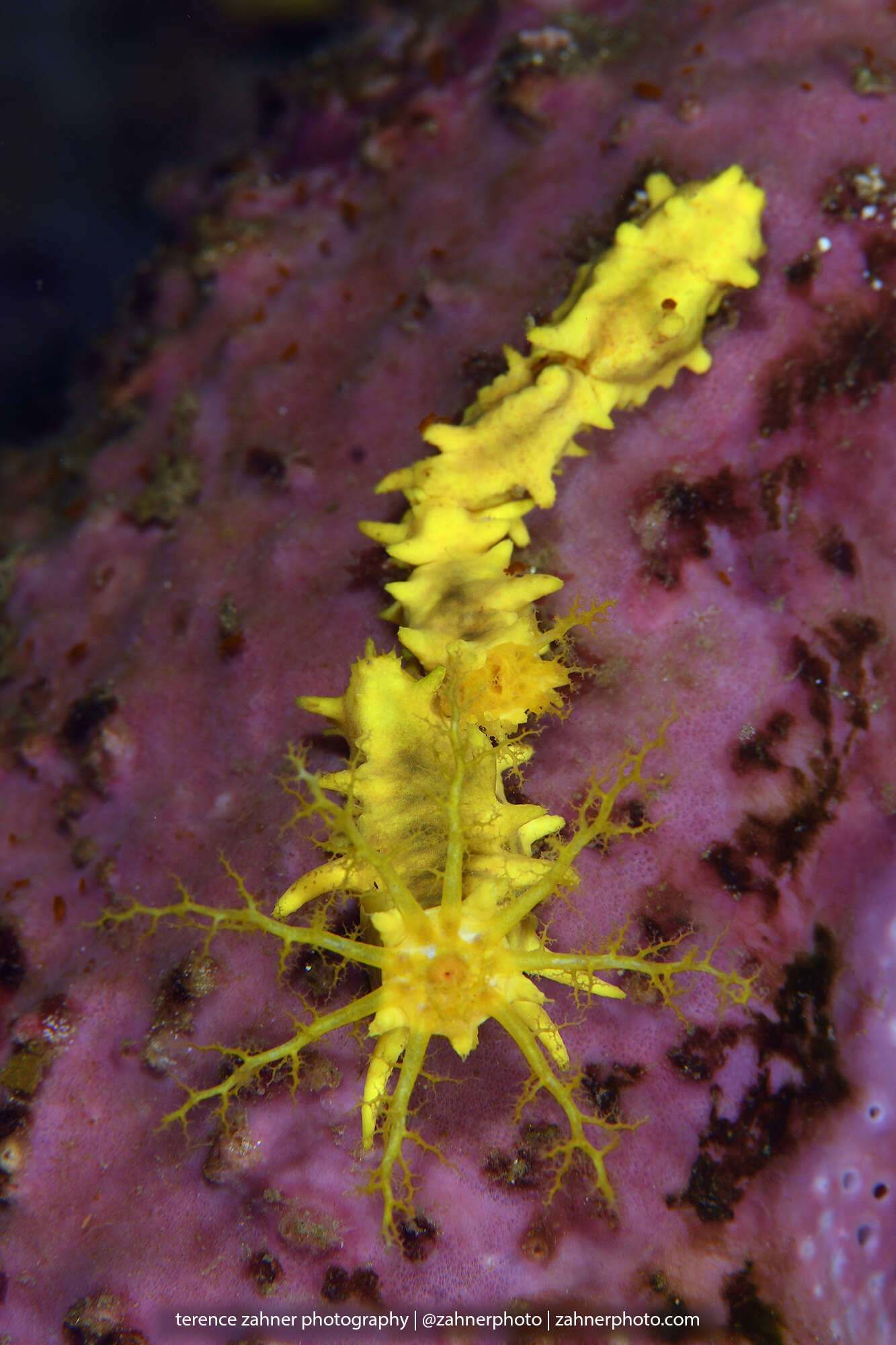 Image of robust sea cucumber