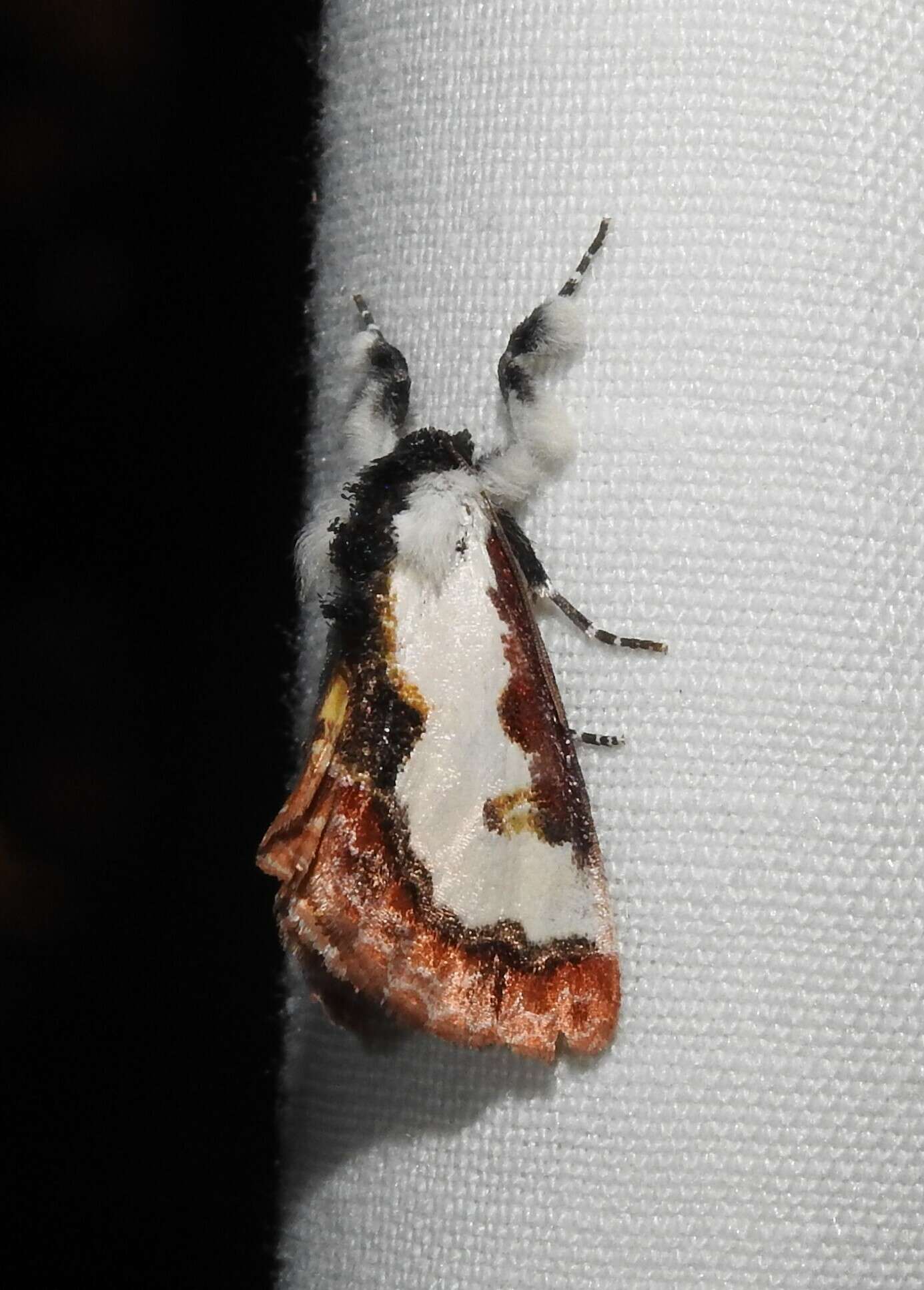 Imagem de Eudryas brevipennis Stretch 1874