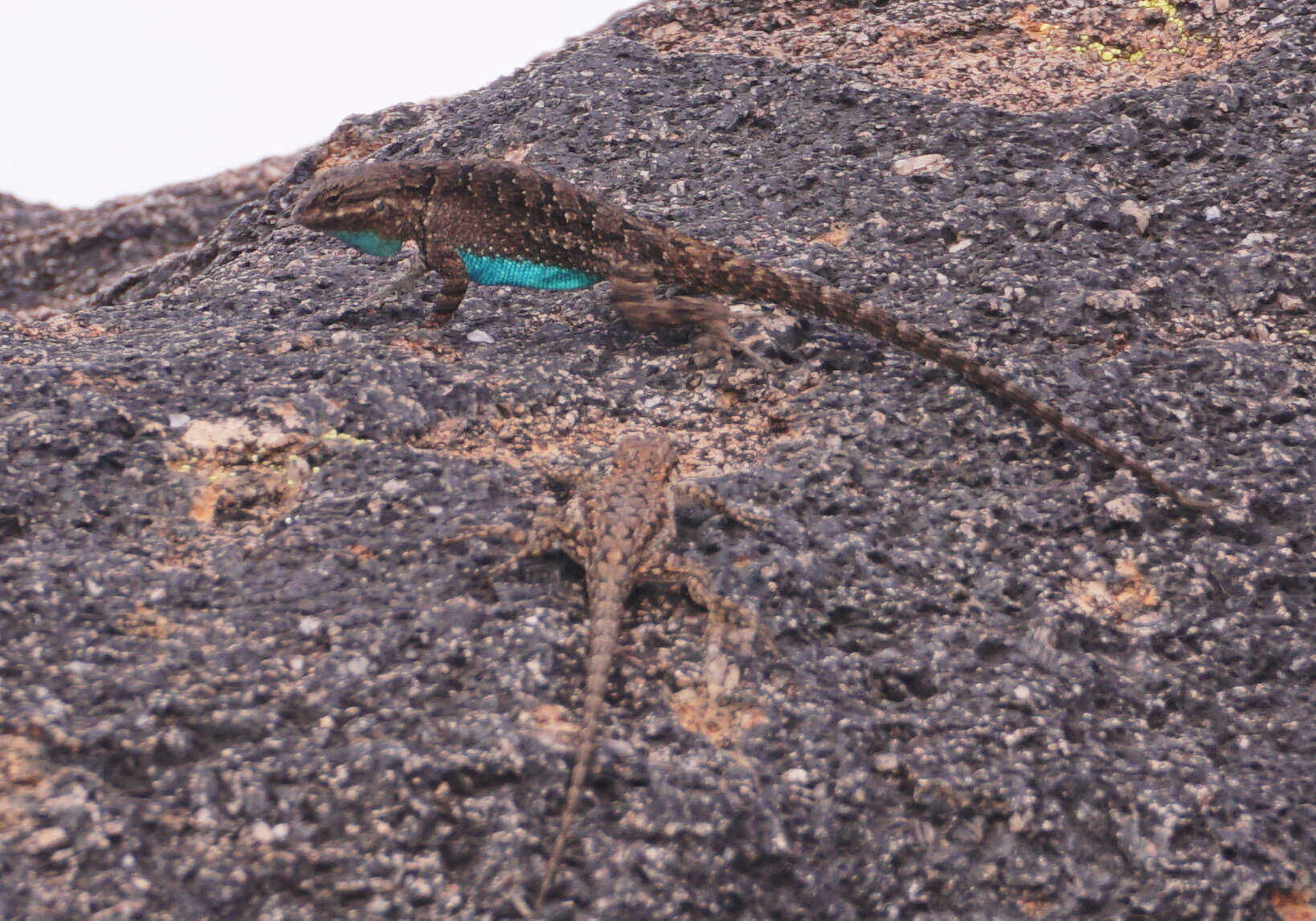 Image of Urosaurus ornatus schmidti (Mittleman 1940)