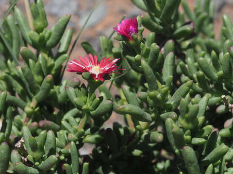 Image of Delosperma peersii Lavis