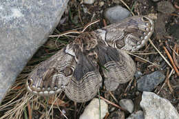 Image of Brahmaea europaea Hartig 1963