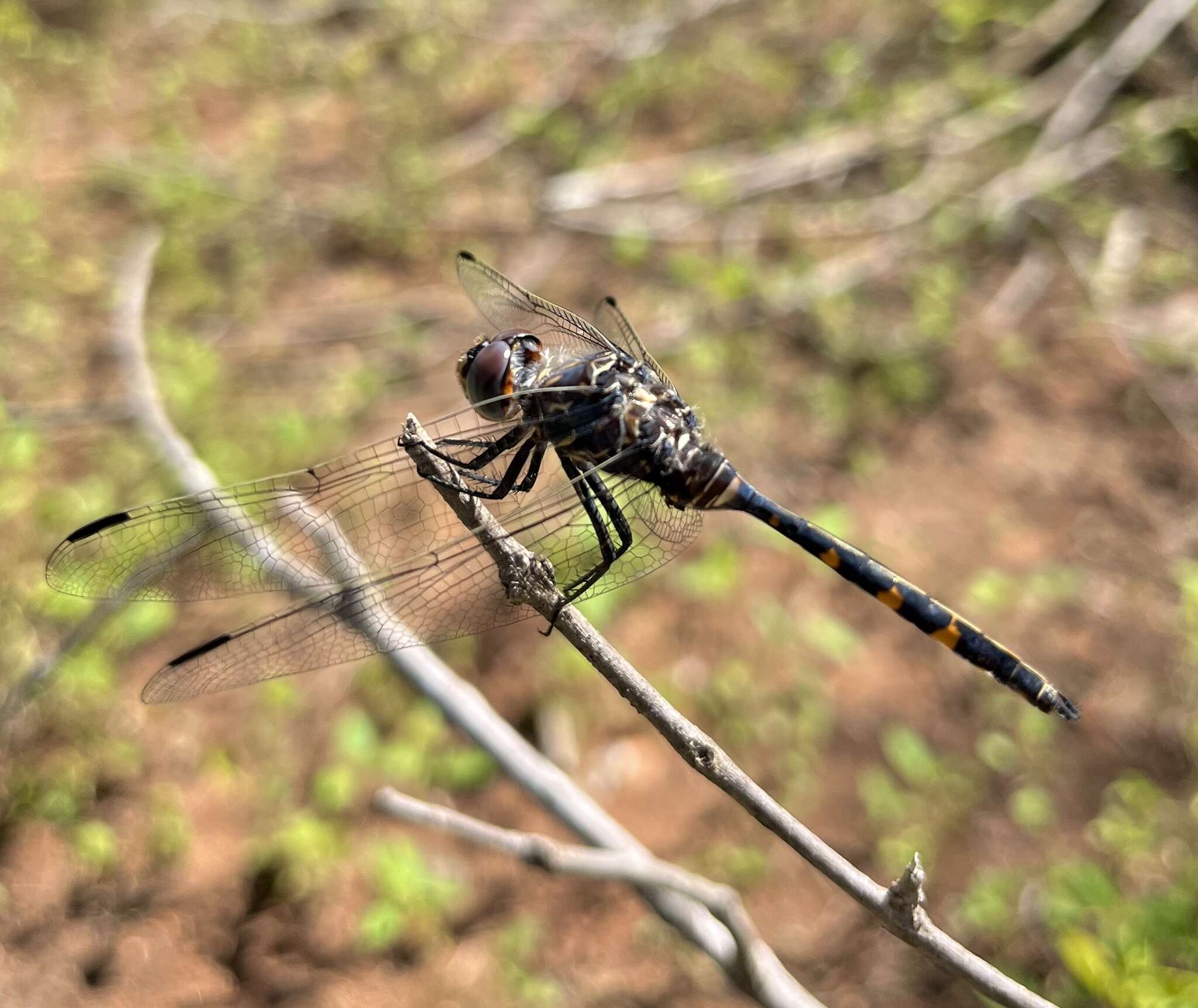 Image of Southern Riverking