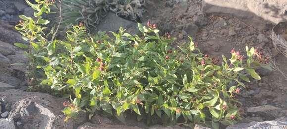 Image of Hypericum grandifolium Choisy