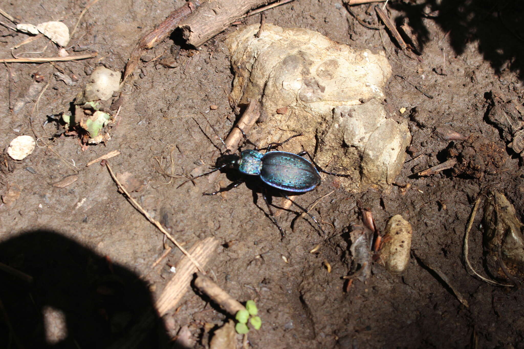 Слика од Nebria (Boreonebria) rufescens rufescens (Stroem 1768)