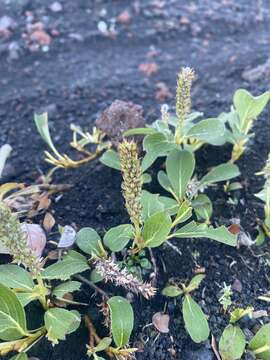 Image of Wedge-Leaf Willow