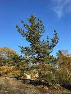 Image of Pinus sylvestris var. sylvestris