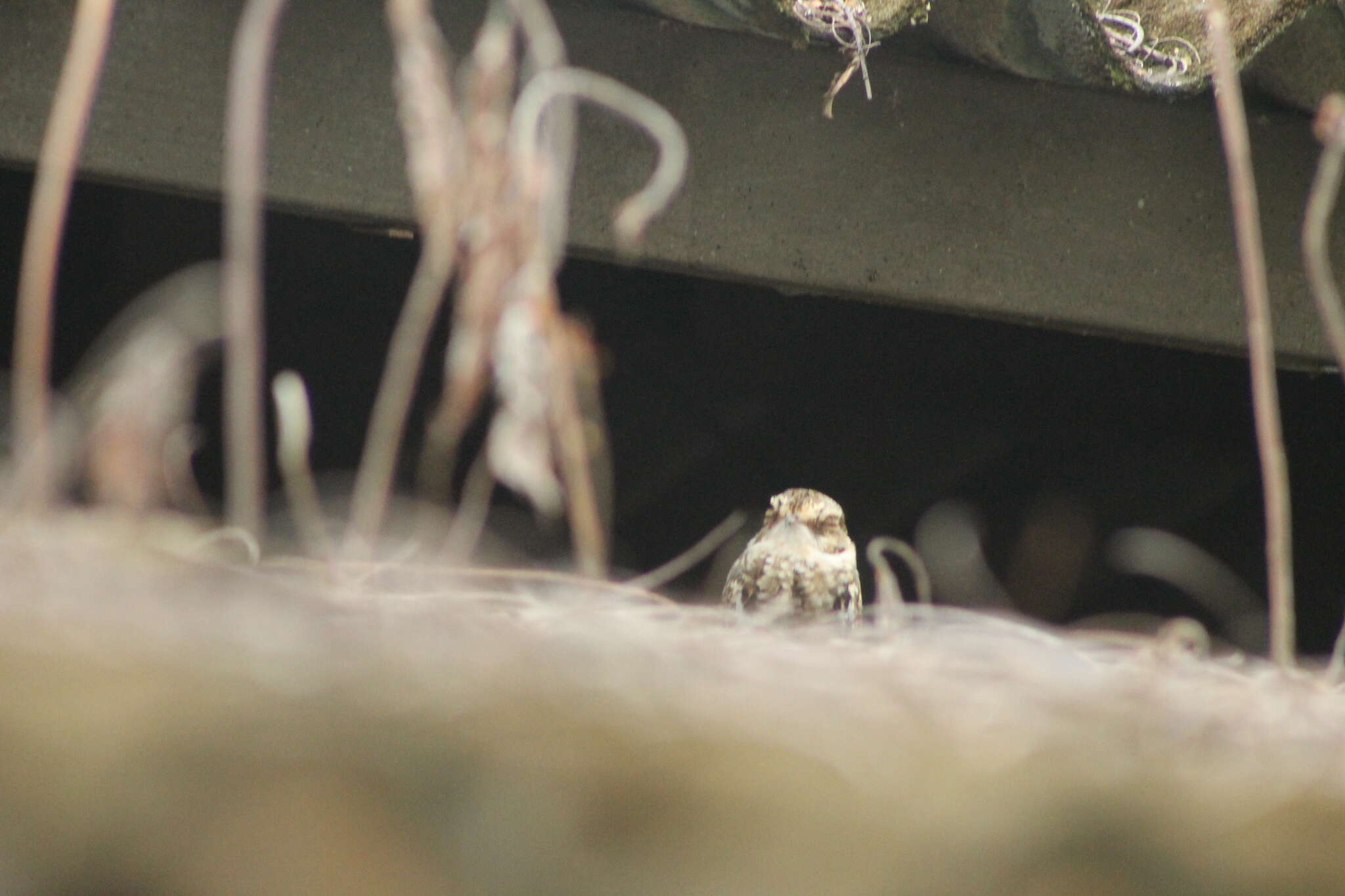 Image of White-tailed Nightjar