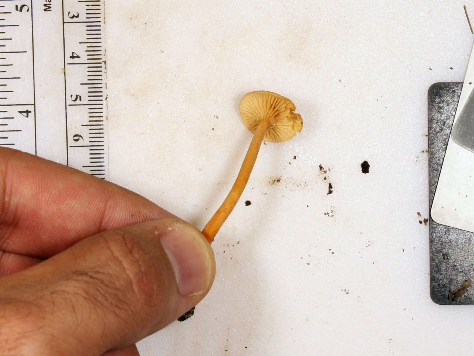 Image of Lactarius subserifluus Longyear 1902