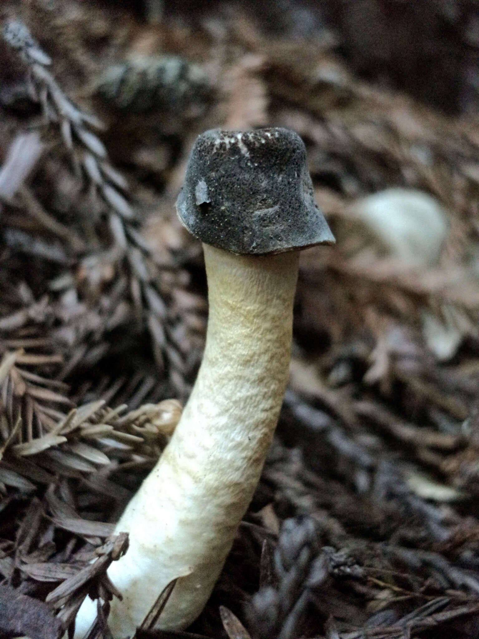 Image of Thimble morel