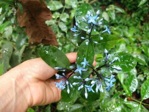 Image de Faramea multiflora A. Rich.