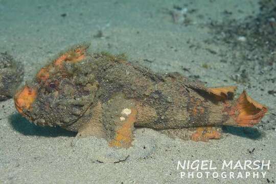 Image of Mossback velvetfish