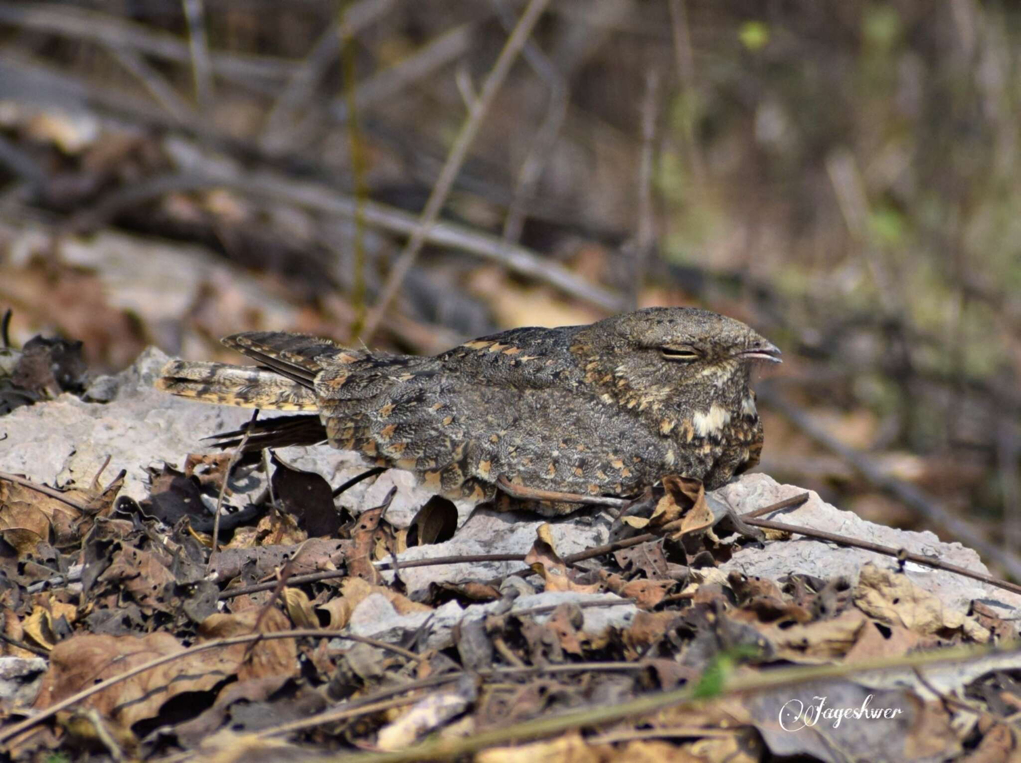 Image of Grey Nightjar