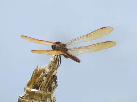 Image of Slough Amberwing