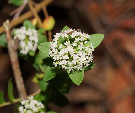 Imagem de Platysace lanceolata (Labill.) Druce