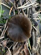 Image of Tephrocybe anthracophila (Lasch) P. D. Orton 1969