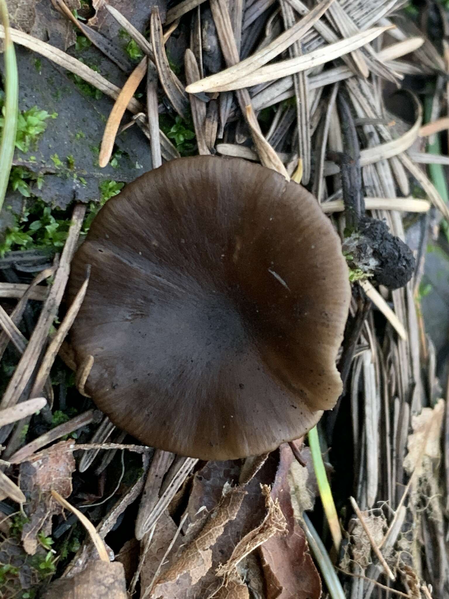 Слика од Tephrocybe anthracophila (Lasch) P. D. Orton 1969