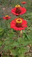 Imagem de Zinnia elegans Jacq.