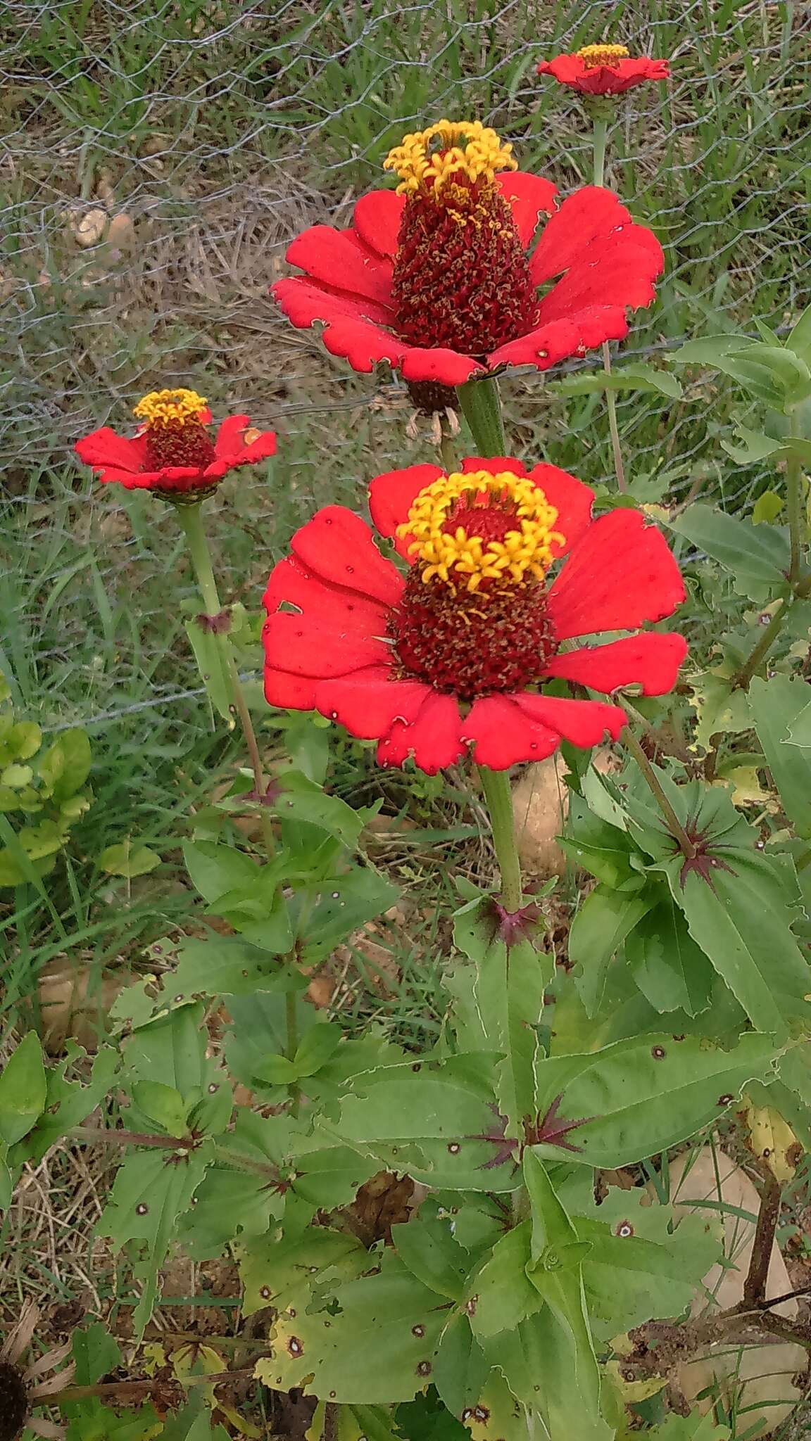 Image of ELEGANT ZINNIA