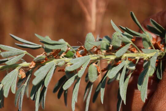 صورة Cajanus sericeus (Baker) Maesen