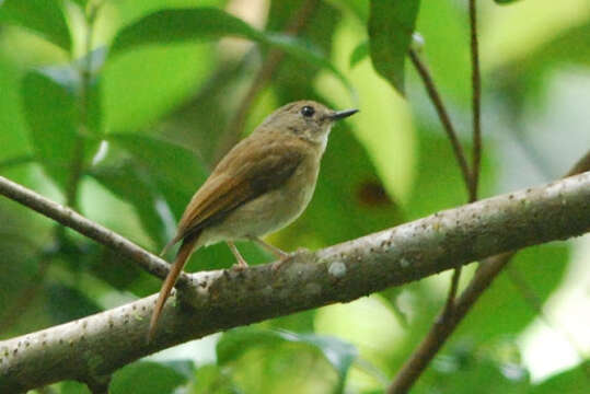 Image of Fulvous-chested Jungle Flycatcher