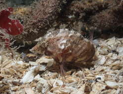 Image of grunt sculpins