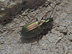 Image of Agonum (Agonum) marginatum (Linnaeus 1758)