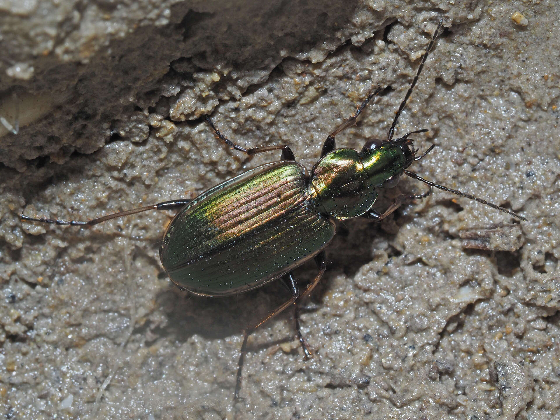 Image of Agonum (Agonum) marginatum (Linnaeus 1758)