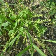 Image of Stalkless Yellowcress