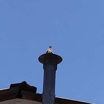 Imagem de Turdus falcklandii magellanicus King & PP 1831