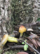 Image of Hygrocybe singeri (A. H. Sm. & Hesler) Singer 1958