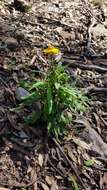 Image of Xerochrysum bracteatum (Vent.) Tzvelev