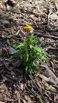 Plancia ëd Xerochrysum bracteatum (Vent.) Tzvelev